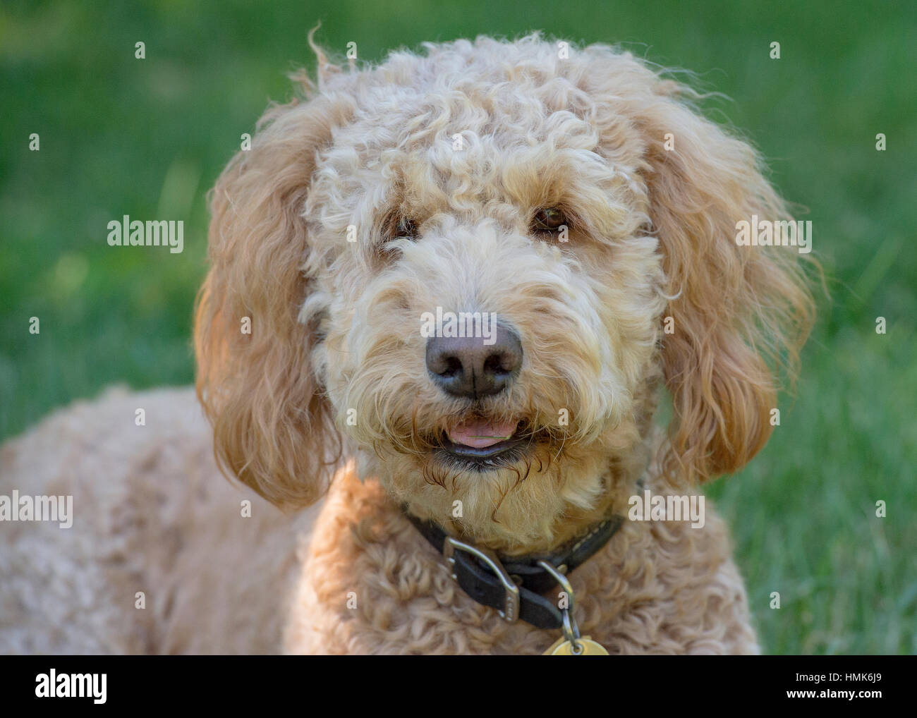 Beautiful Goldendoodle portrait headshot looking at camera Stock Photo