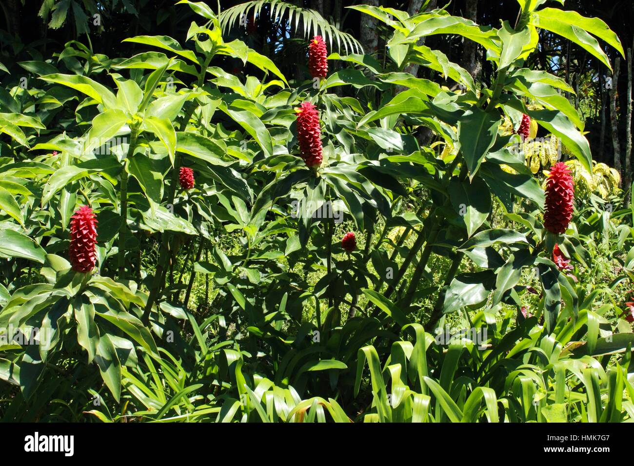 Evolution plants hi-res stock photography and images - Alamy