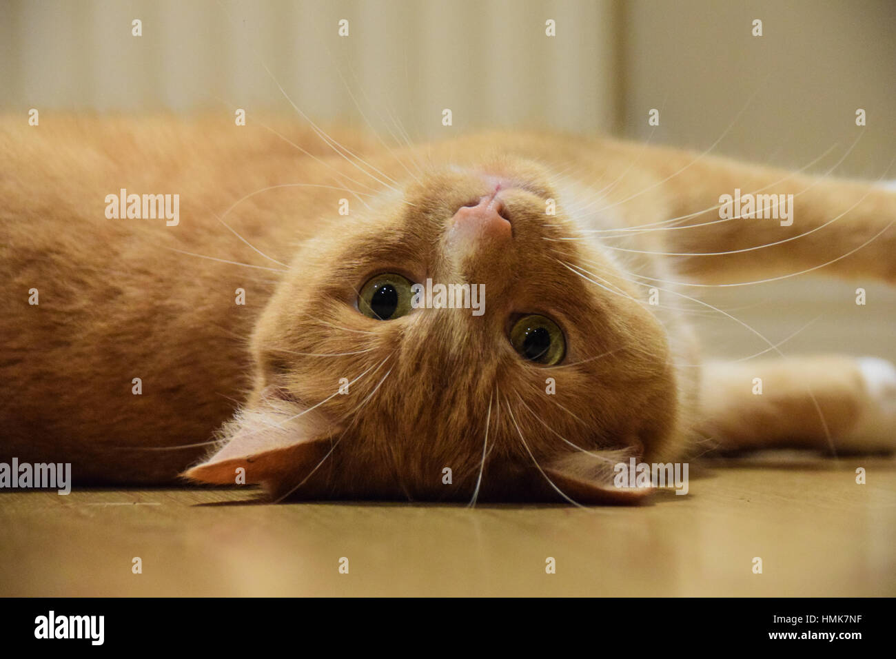 Playful domestic ginger cat Stock Photo