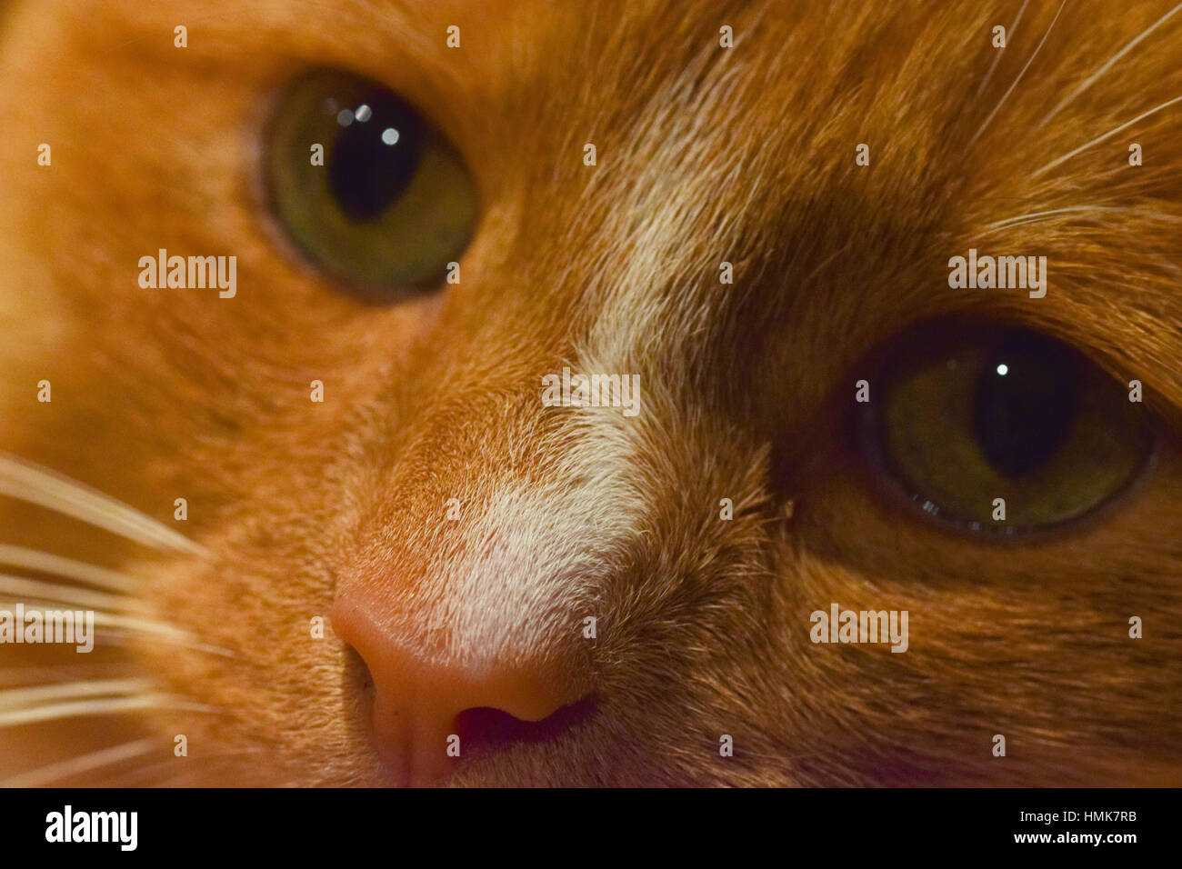 Focus on a ginger cat's nose Stock Photo Alamy
