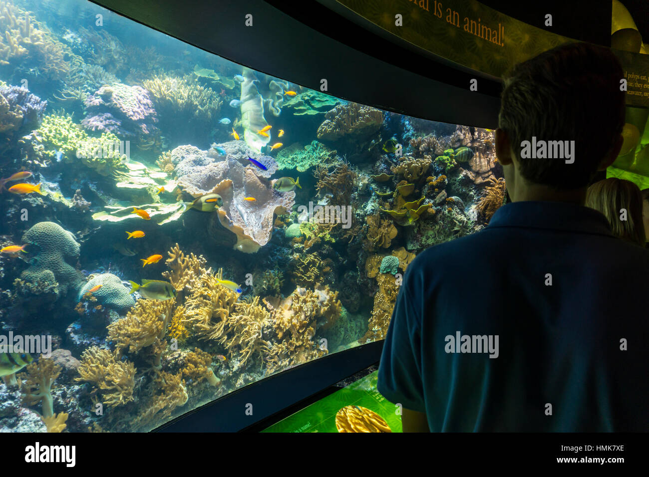 Visitors looking at a coral reef display in the John G. Shedd Aquarium