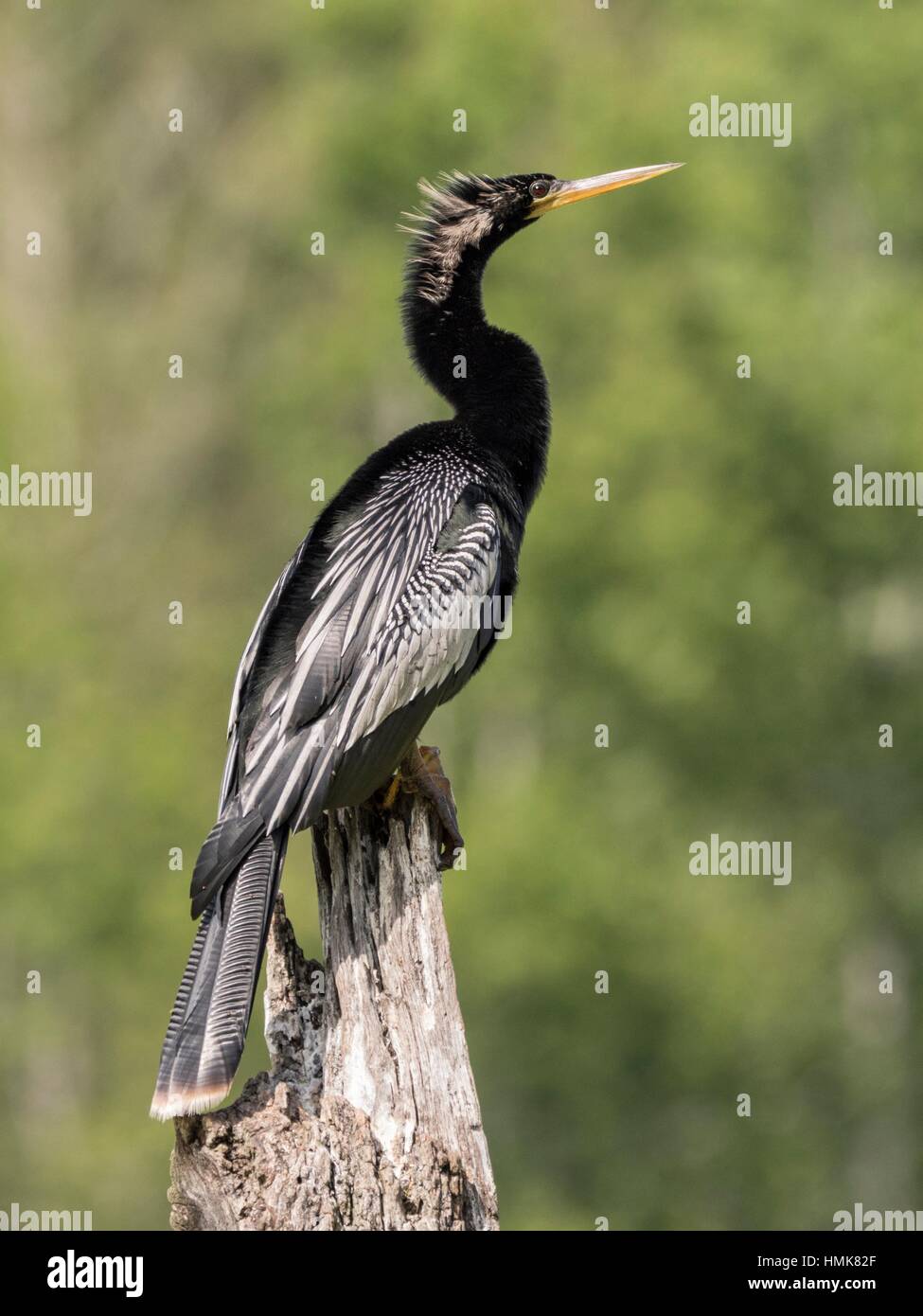 Harris Neck National Wildlife Refuge Cormorant Stock Photo Alamy
