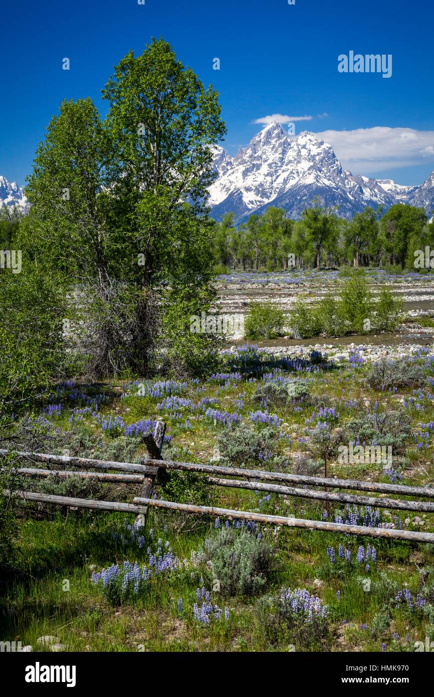 Flower meadows and mountains in the Grand Teton National Park, Wyoming, USA. Stock Photo