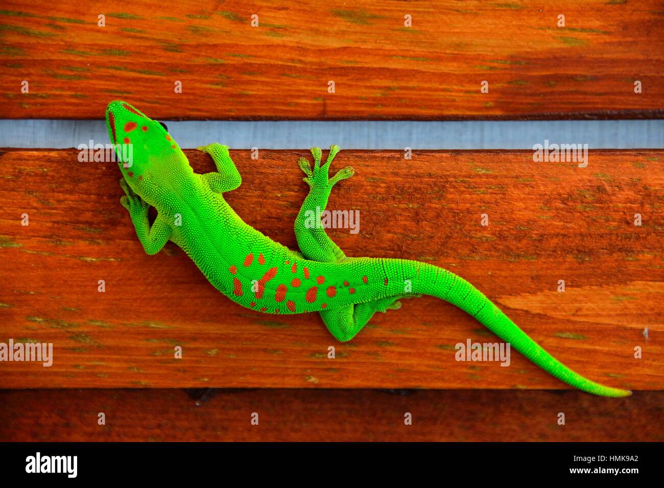 Phelsuma, day gecko, Mauritius Stock Photo Alamy