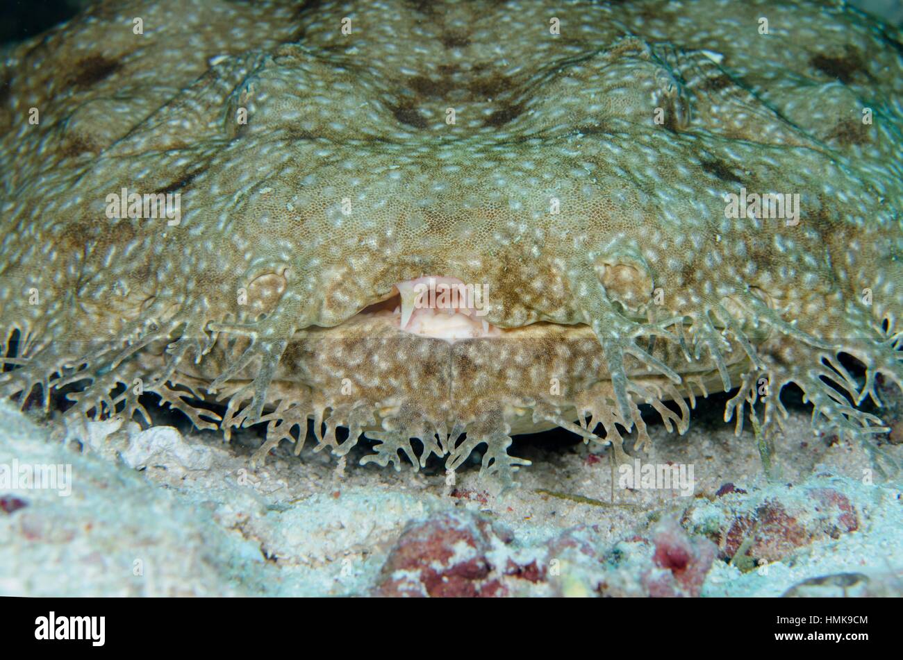 tasselled-wobbegong-high-resolution-stock-photography-and-images-alamy