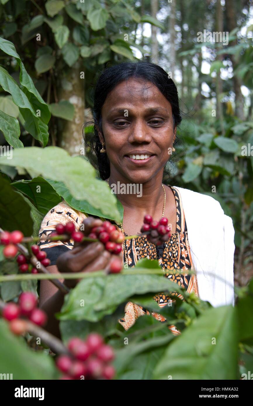 Coffee bean locations hires stock photography and images Alamy