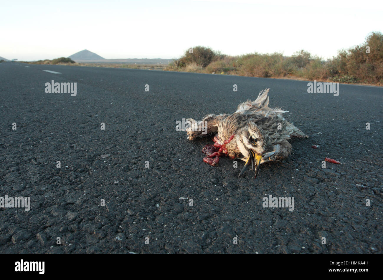 Eurasian Stone-curlew (Burhinus oedicnemus insularum) - dead on road, a victim of a road traffic accident; Lanzarote, Canary Islands, Spain Stock Photo