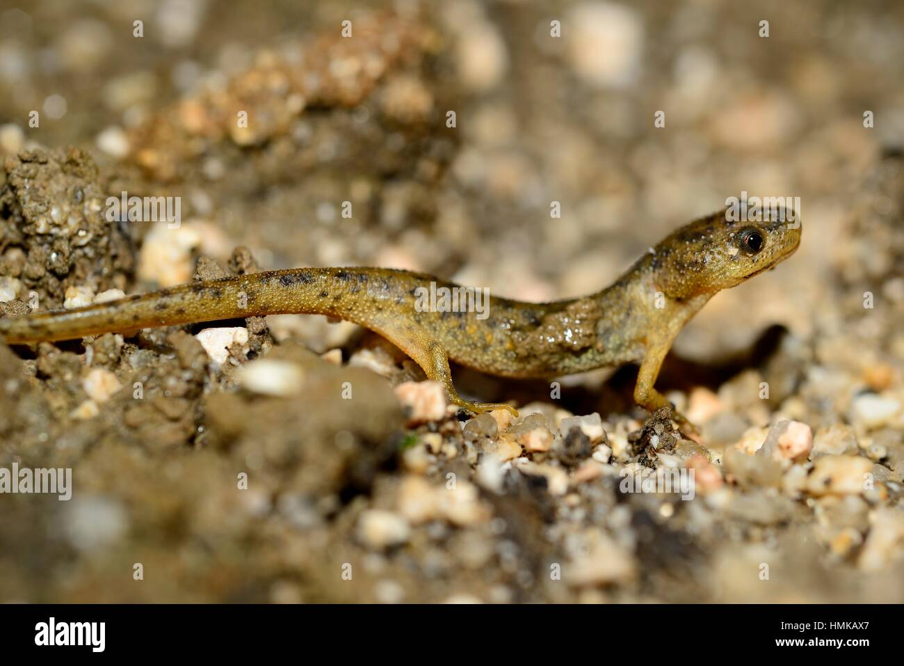 Spanish ribbed newt ""Pleurodeles waltl"" in Valdemanco, Madrid, Spain