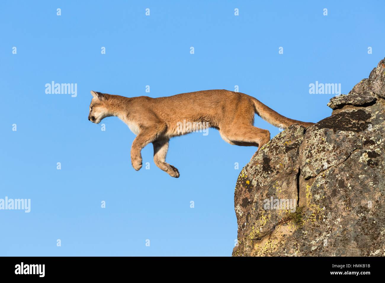 Adult mountain lion (Puma concolor) jumping, captive, California, USA Stock  Photo - Alamy
