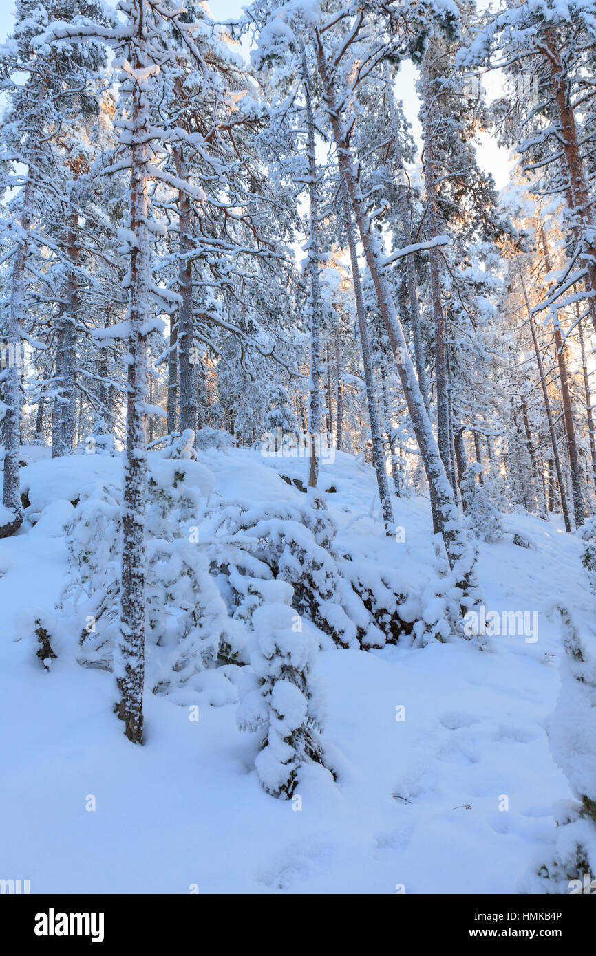 Idyllic forest in winter hi-res stock photography and images - Alamy