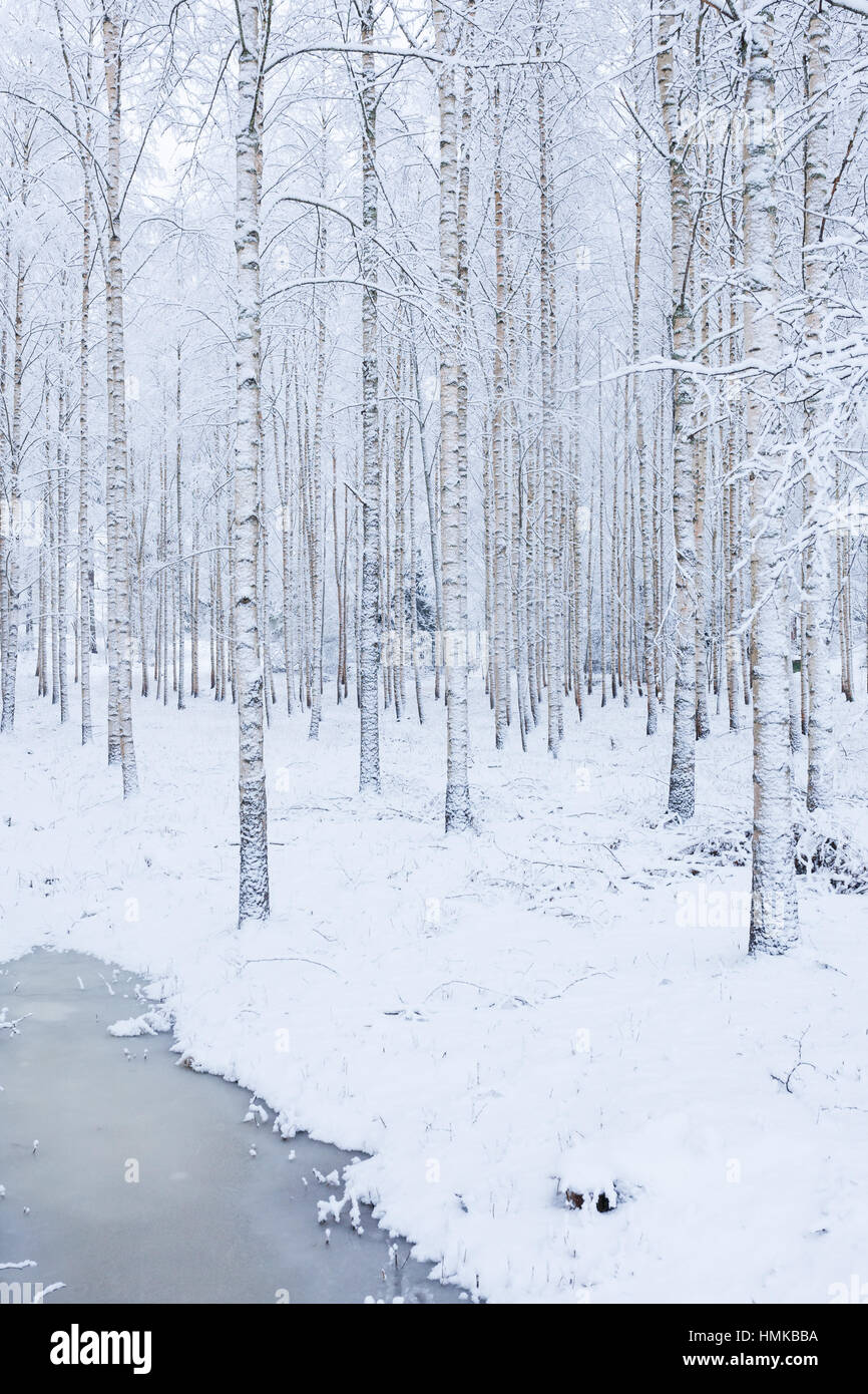 Birchwood Trees Stock Photos & Birchwood Trees Stock Images Alamy