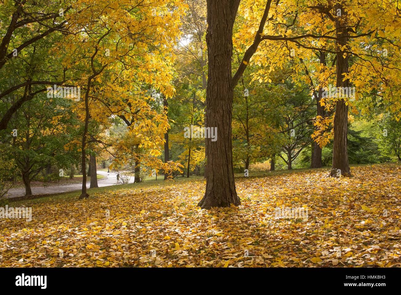 Hickory trees, Arnold Arboretum, Boston, MA, USA Stock Photo Alamy