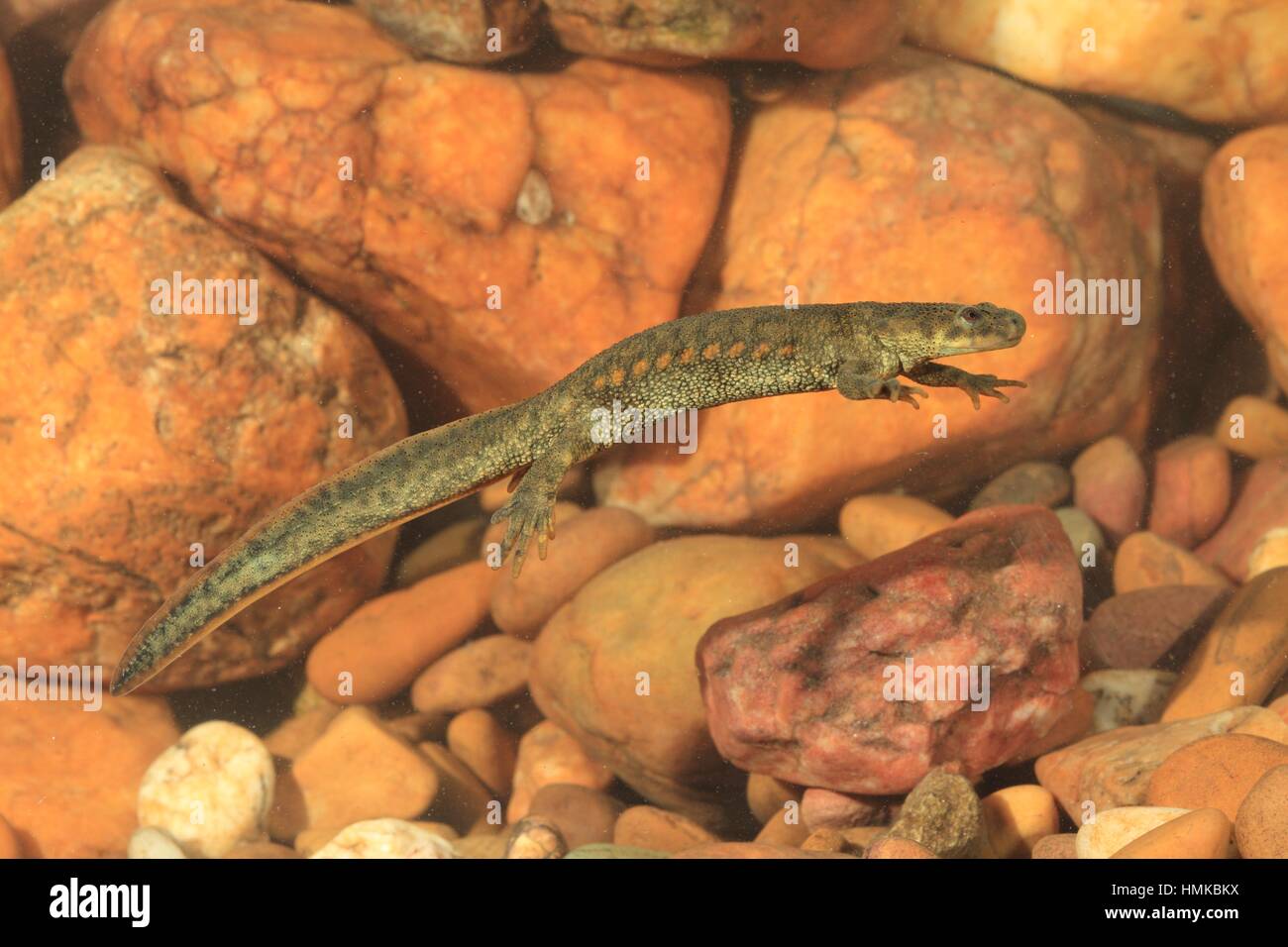 Spanish ribbed newt (Pleurodeles waltl) underwater. Extremadura, Spain