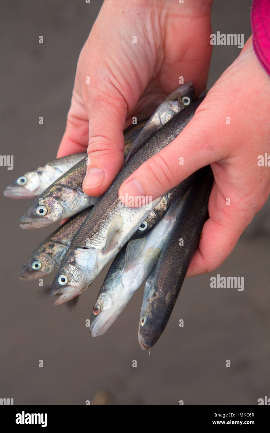 Smelt on Cowlitz River, Gerhart Gardens Park, Longview, Washington