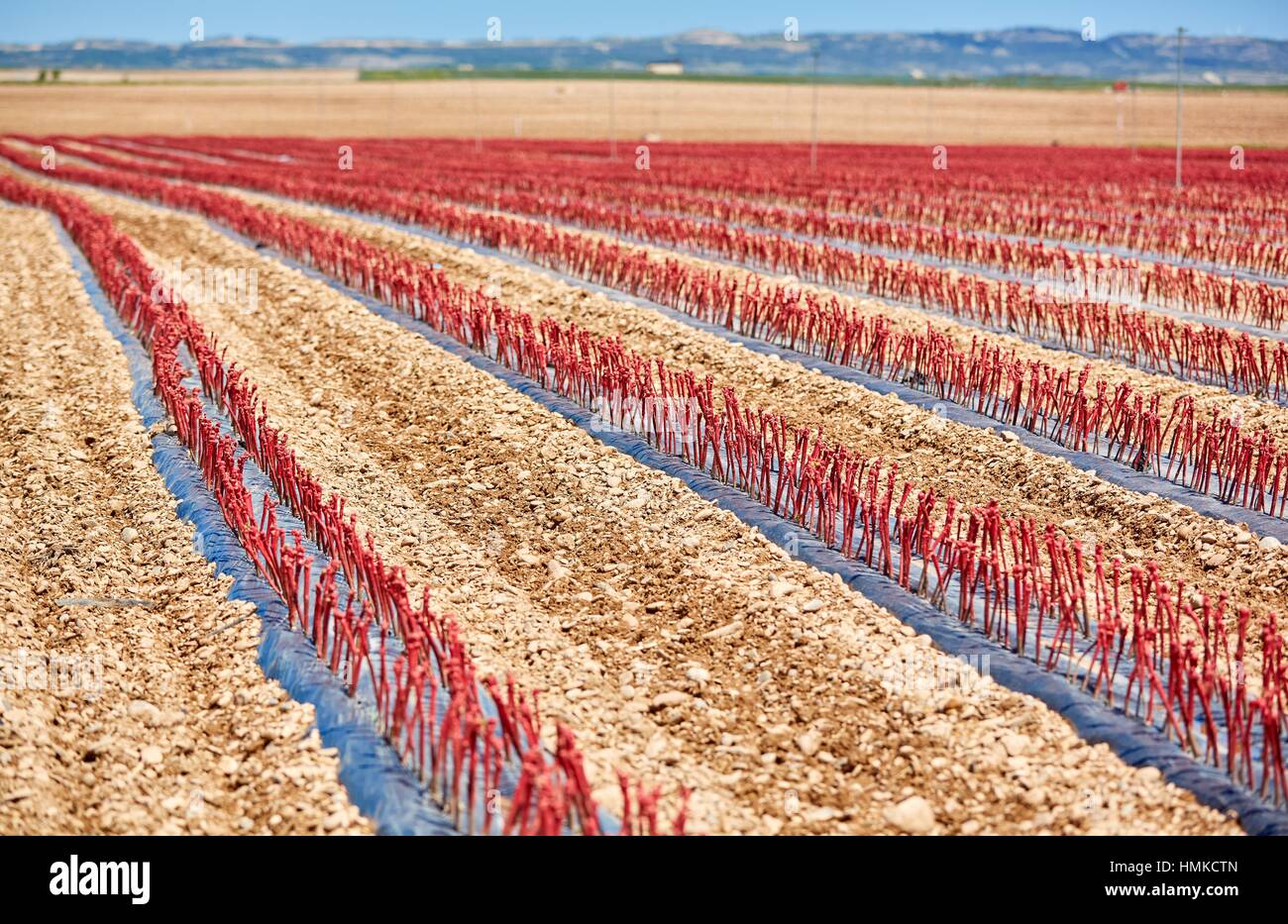 Graft vineyard, Agricultural field, Villafranca, Navarra, Spain, Europe Stock Photo