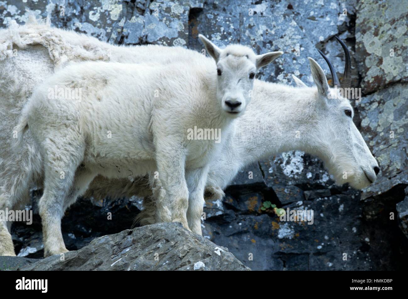 Alpine goat kid hi-res stock photography and images - Alamy