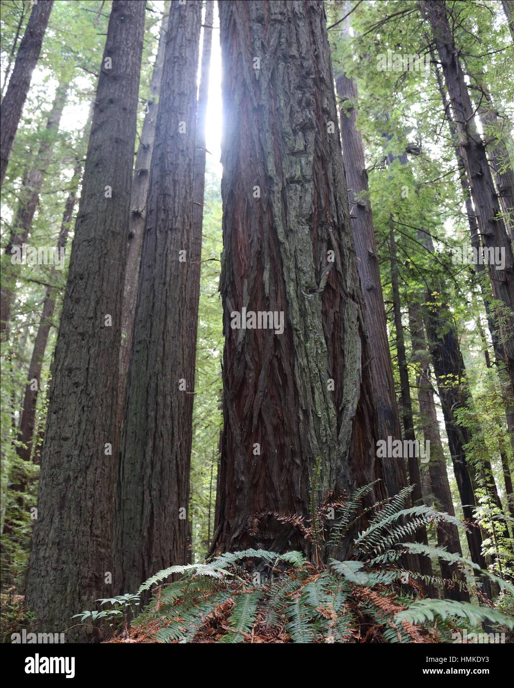 Coastal redwood trees stand tall in Crescent City, California, USA