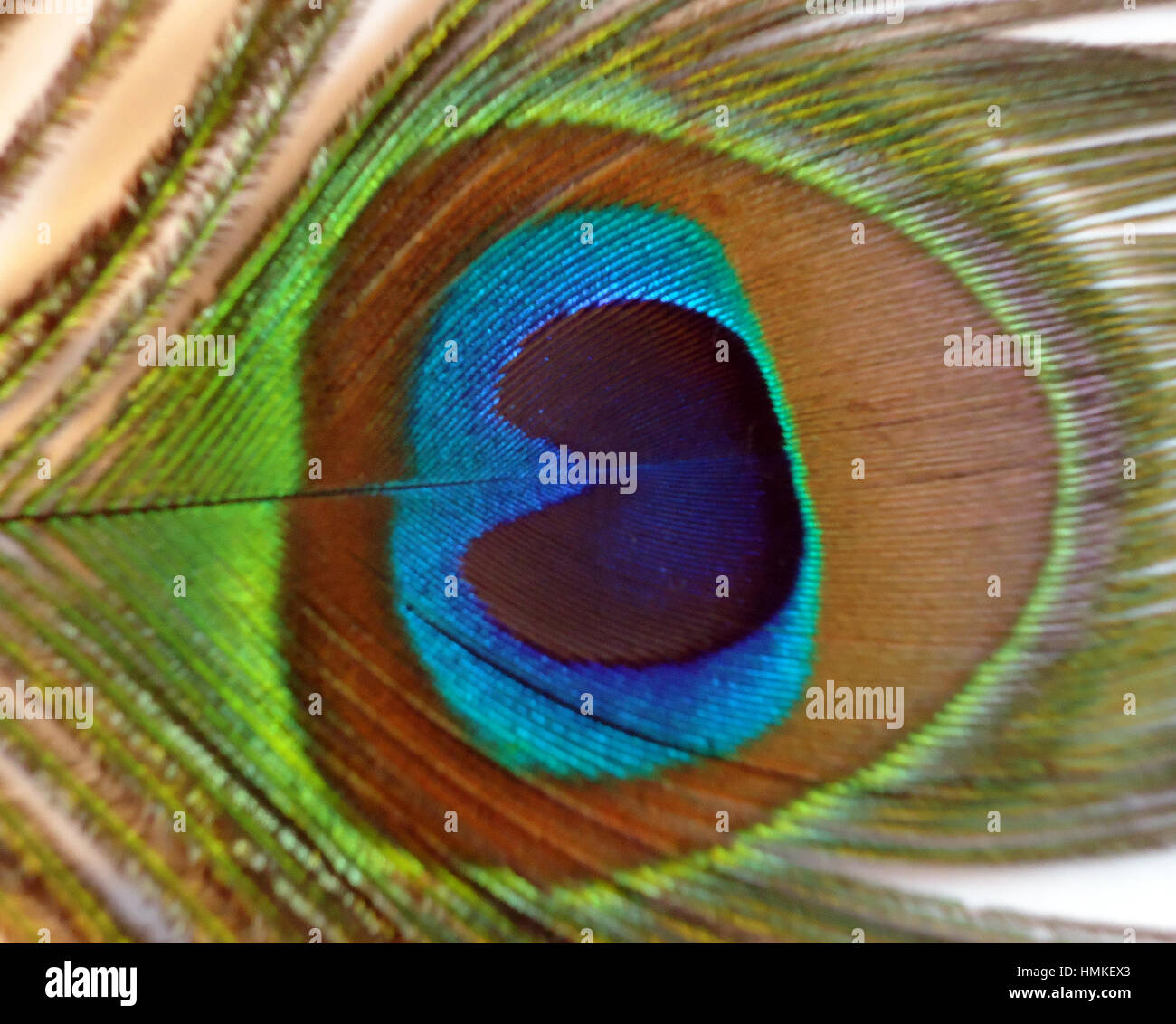 Feathers of Peacock also known as Indian Peafowl Stock Photo - Alamy