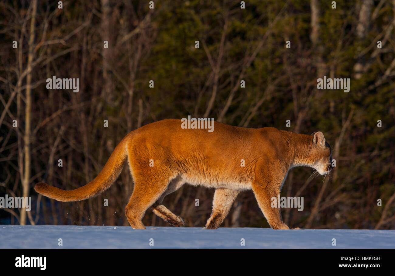 Cougar (Puma concolor), also commonly known as the mountain lion, puma,  panther, or catamount. Colorado, Usa Stock Photo - Alamy