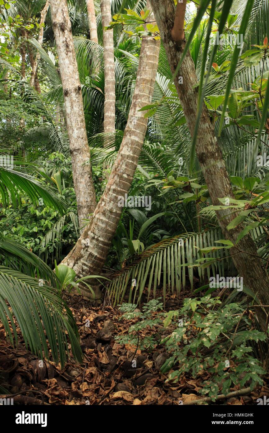 Refugio Nacional de Vida Silvestre Curú, Costa rica Stock Photo Alamy