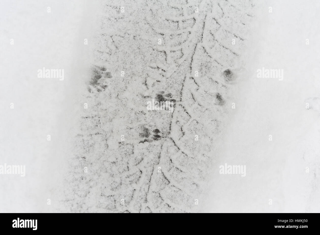 Raccoon tracks across tire tracks in the snow Stock Photo Alamy