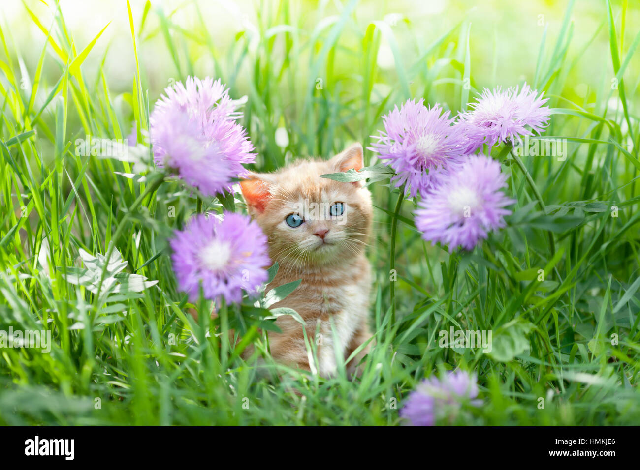 Cute little kitten sitting in rose flower meadow Stock Photo - Alamy
