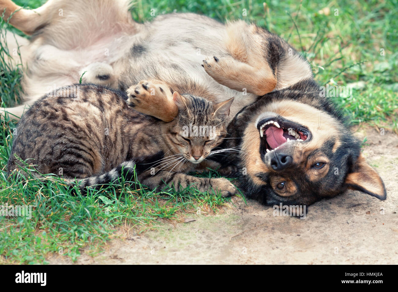 Dog and cat playing together outdoor Stock Photo - Alamy
