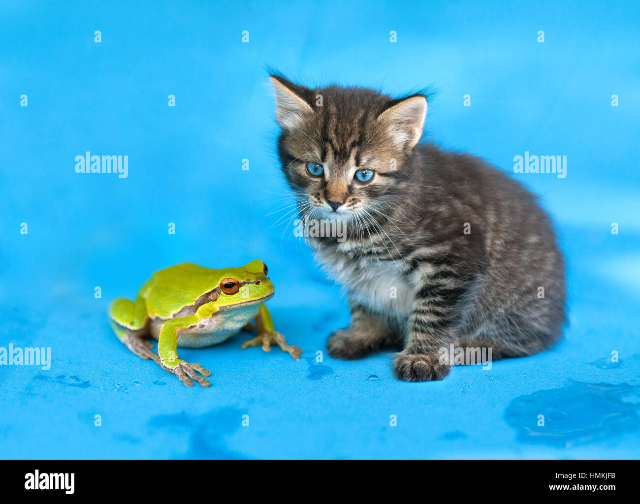 кот лягушка. кошка жаб. бесхвостая порода кошек. котик жаба. кот и жаба.
