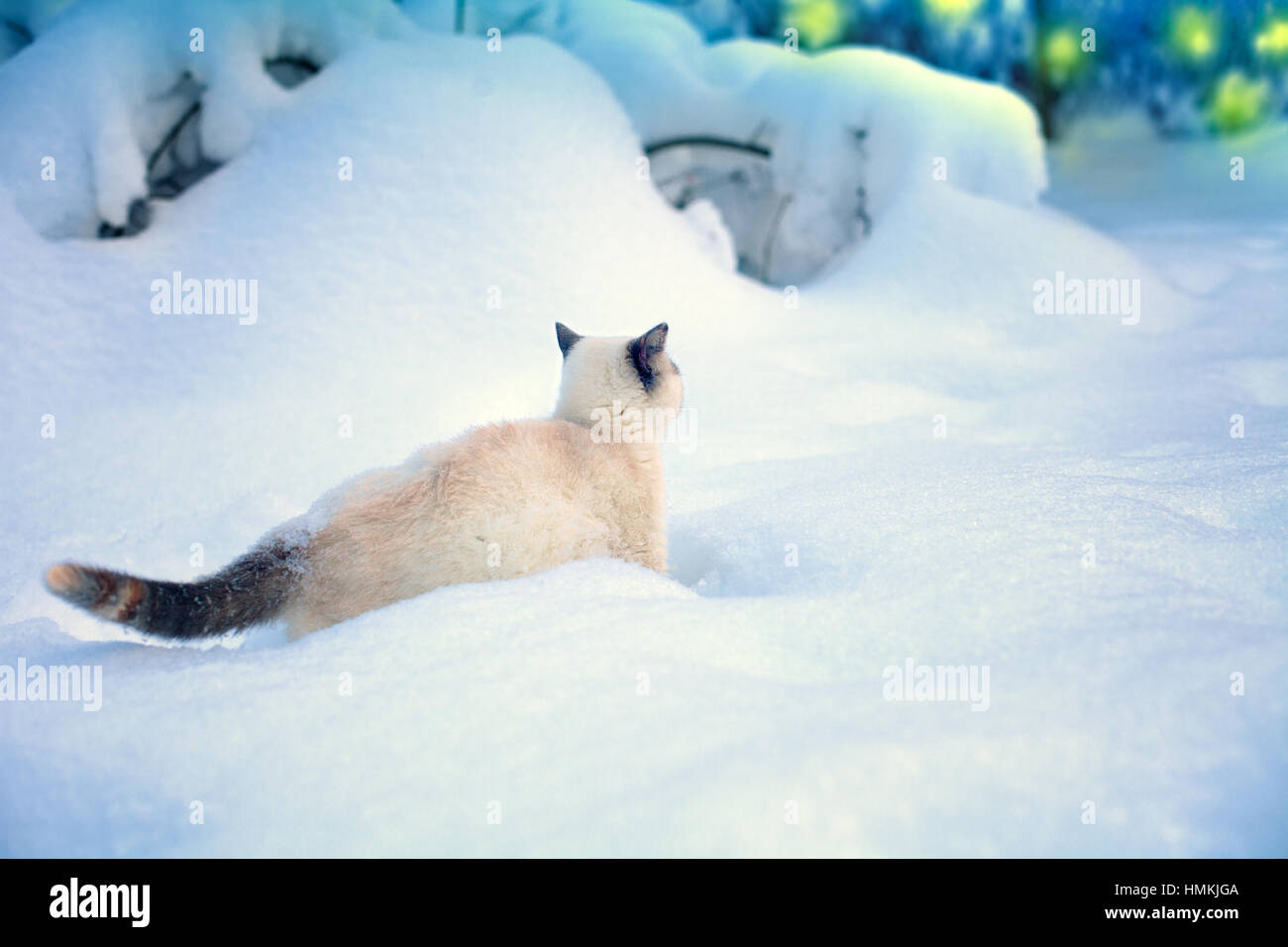 Cat walking in snow Stock Photo