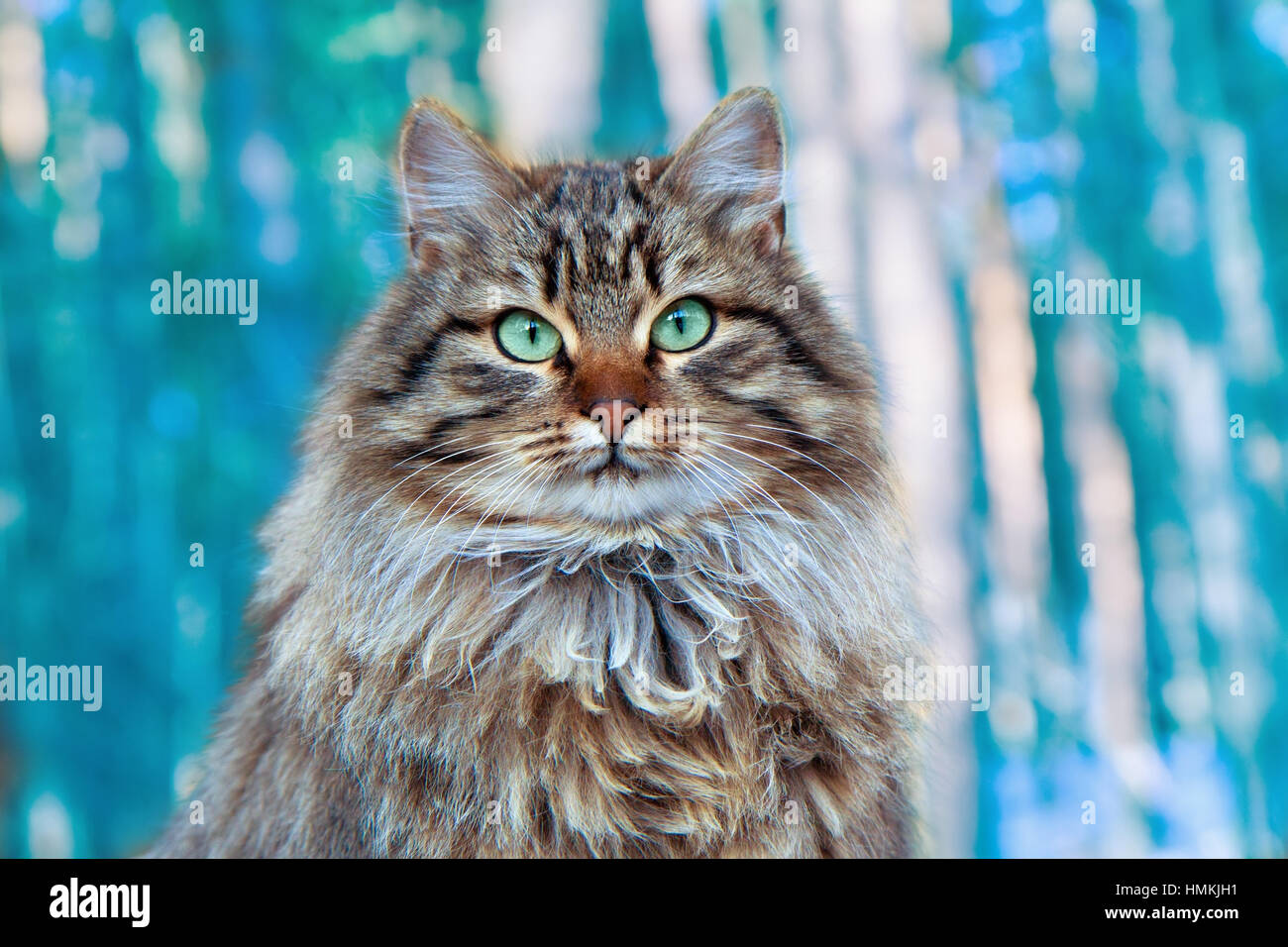 Portrait of cute cat sitting on forest background Stock Photo - Alamy