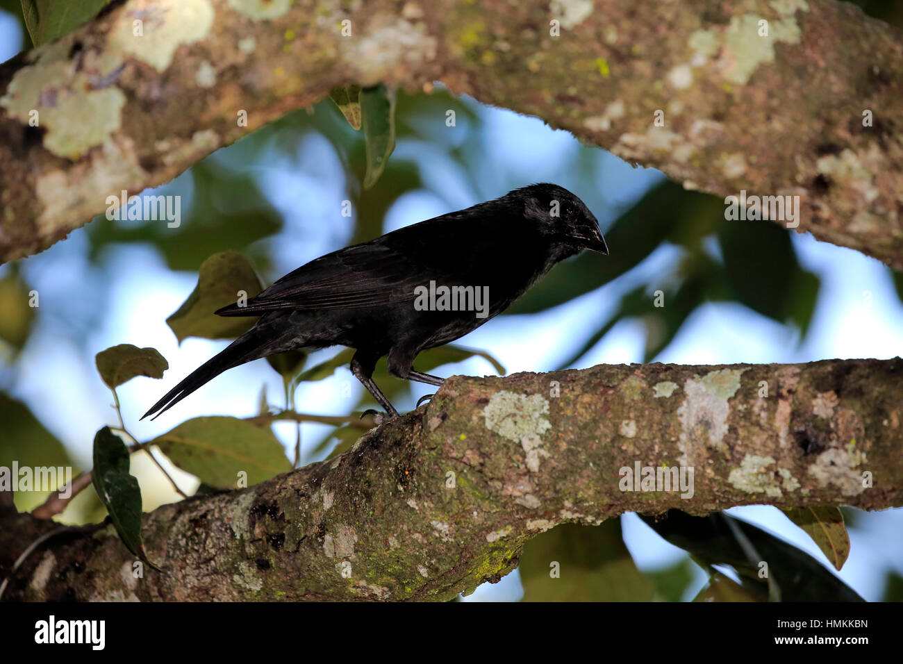 Chopi Blackbird, (Gnorimopsar chopi), adult on tree, Pantanal, Mato Grosso, Brazil, South America Stock Photo