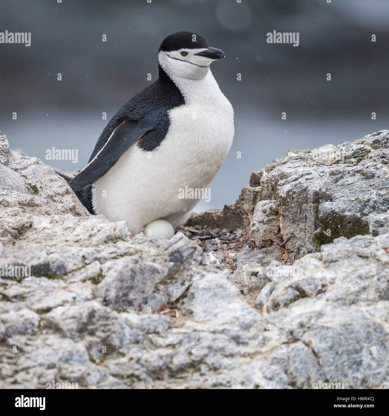 penguin and egg in the nest on the rock while snow Stock Photo