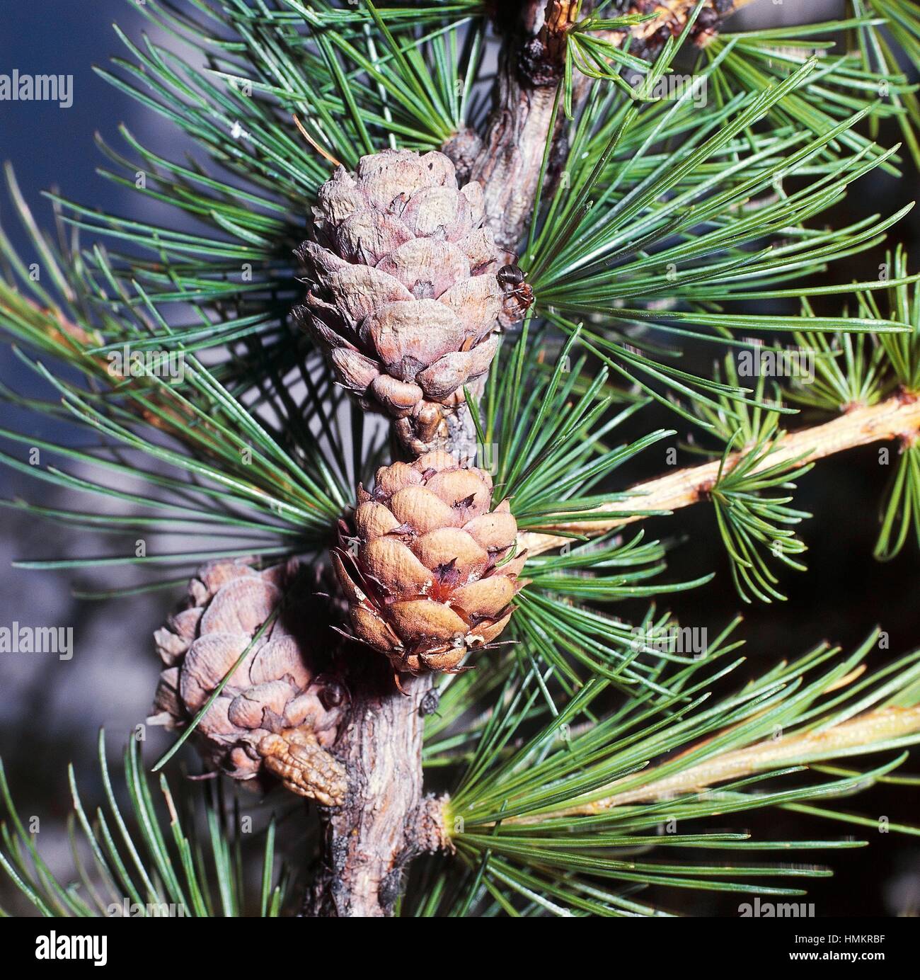 Larch cones (Larix sp), Pinaceae. Stock Photo