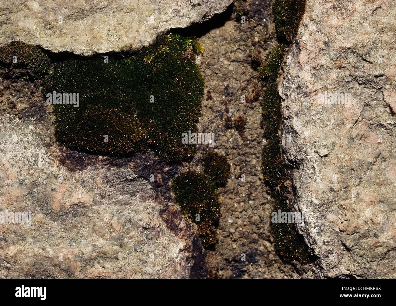 Grimmia moss encrusted rock. Stock Photo