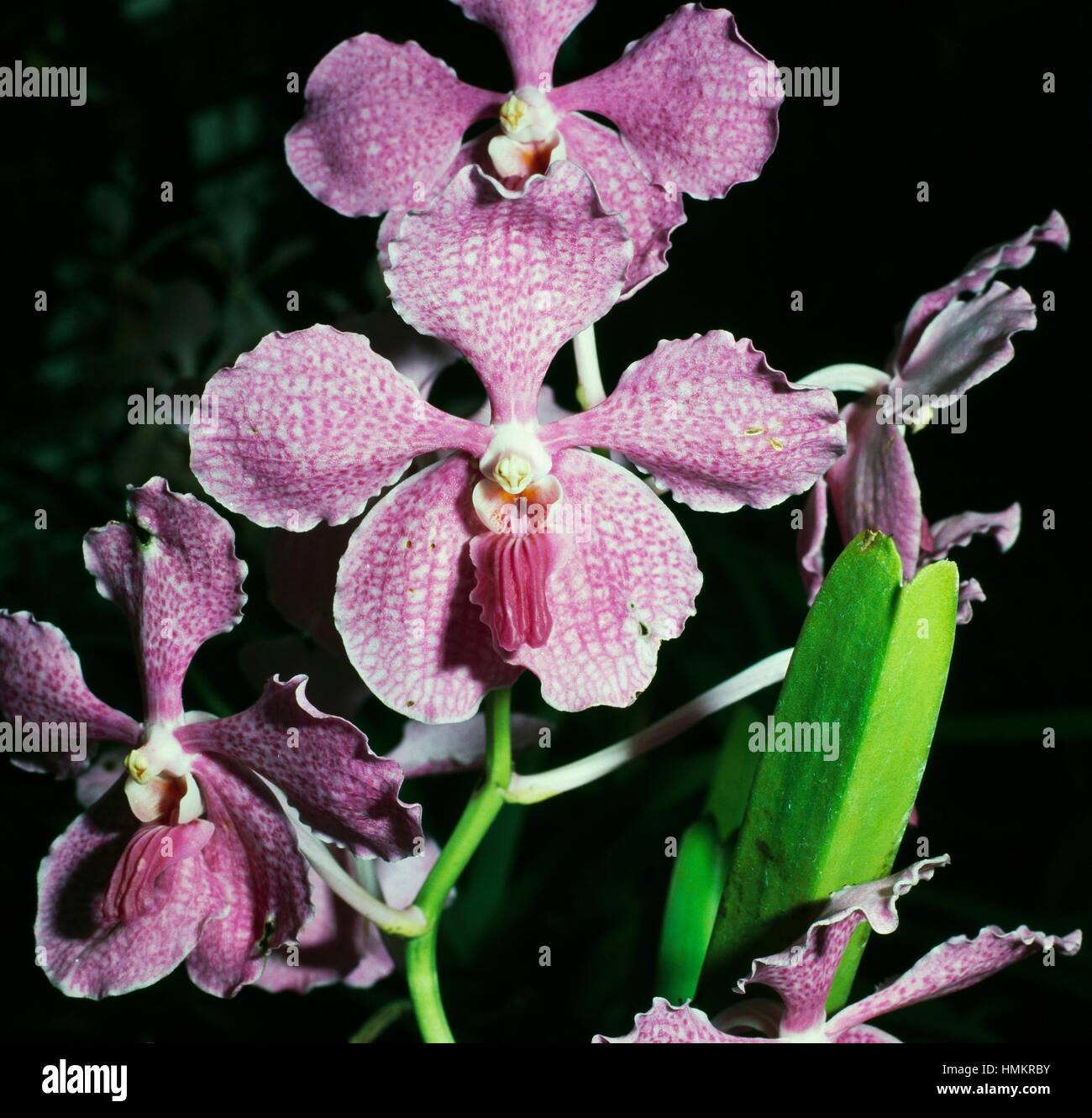 Orchid (Laeliocattleya sp), Orchidaceae. Stock Photo