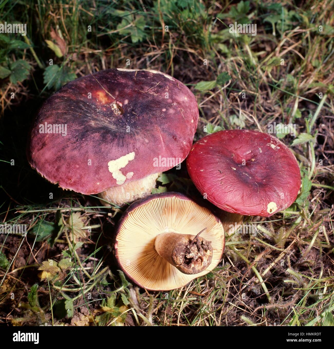 Crab brittlegill or Shrimp mushroom (Russula xerampelina), Russulaceae