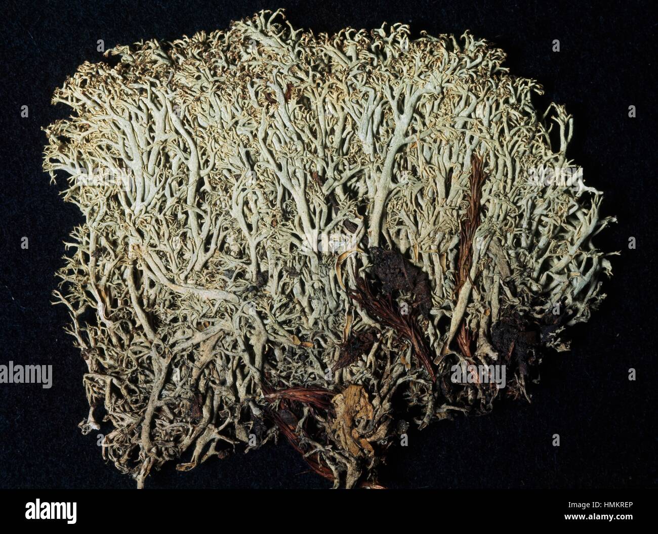 Cladonia mitis, Cladoniaceae. Stock Photo