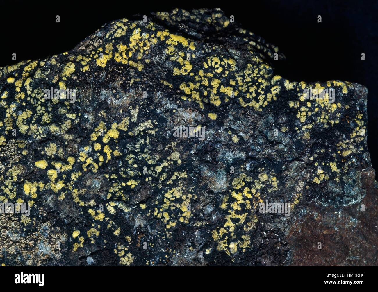 Various lichen on rock, including Rhizocarpon geographicum, Rhizocarpaceae. Stock Photo
