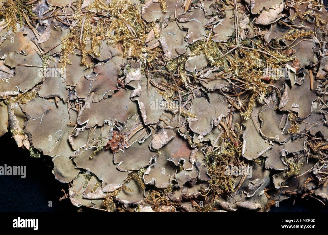 Horizontal Felt Lichen (Peltigera horizontalis), Peltigeraceae. Stock Photo