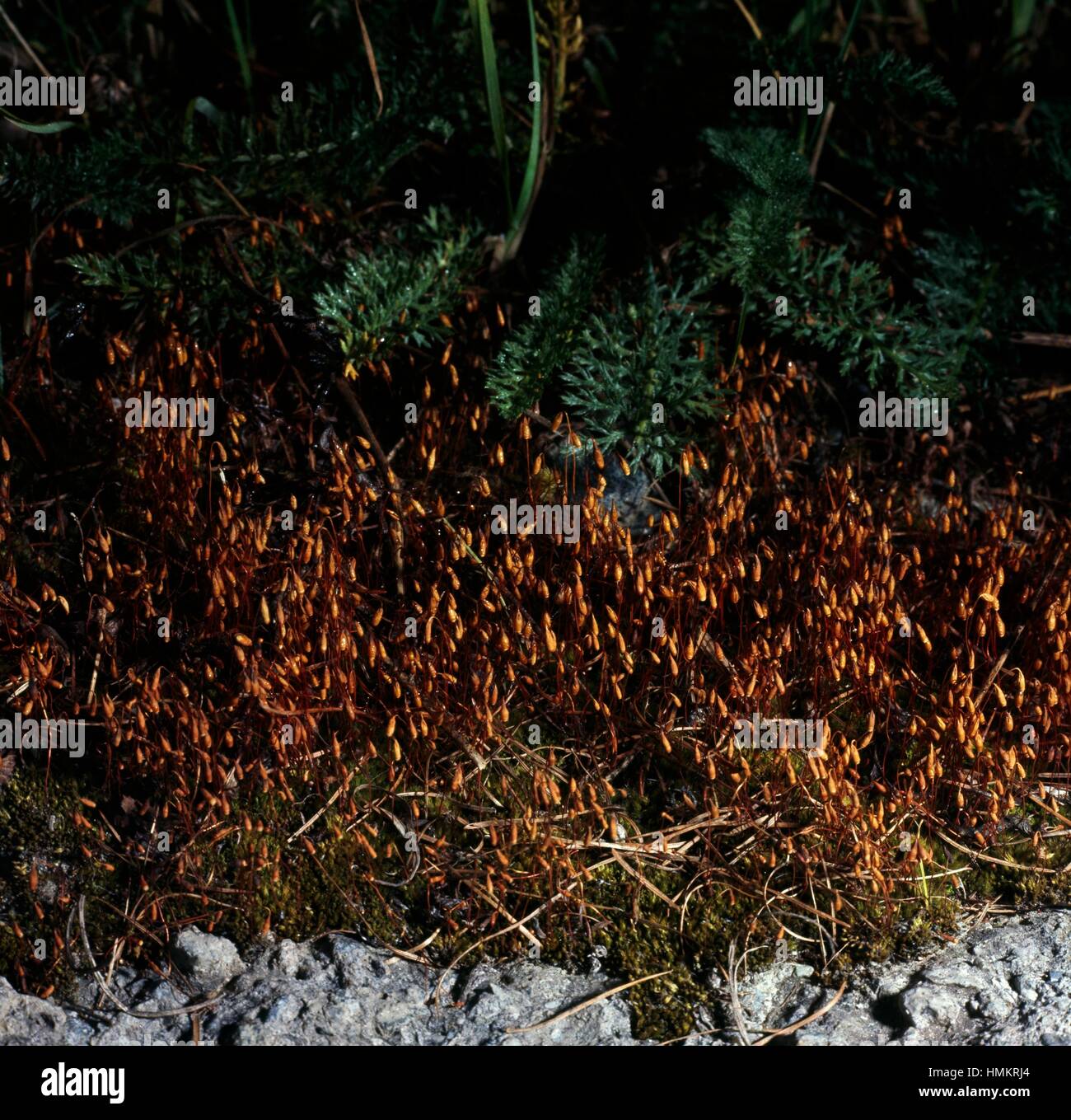 Dry Calcareous Bryum Moss (Bryum caespiticium), Bryaceae. Stock Photo