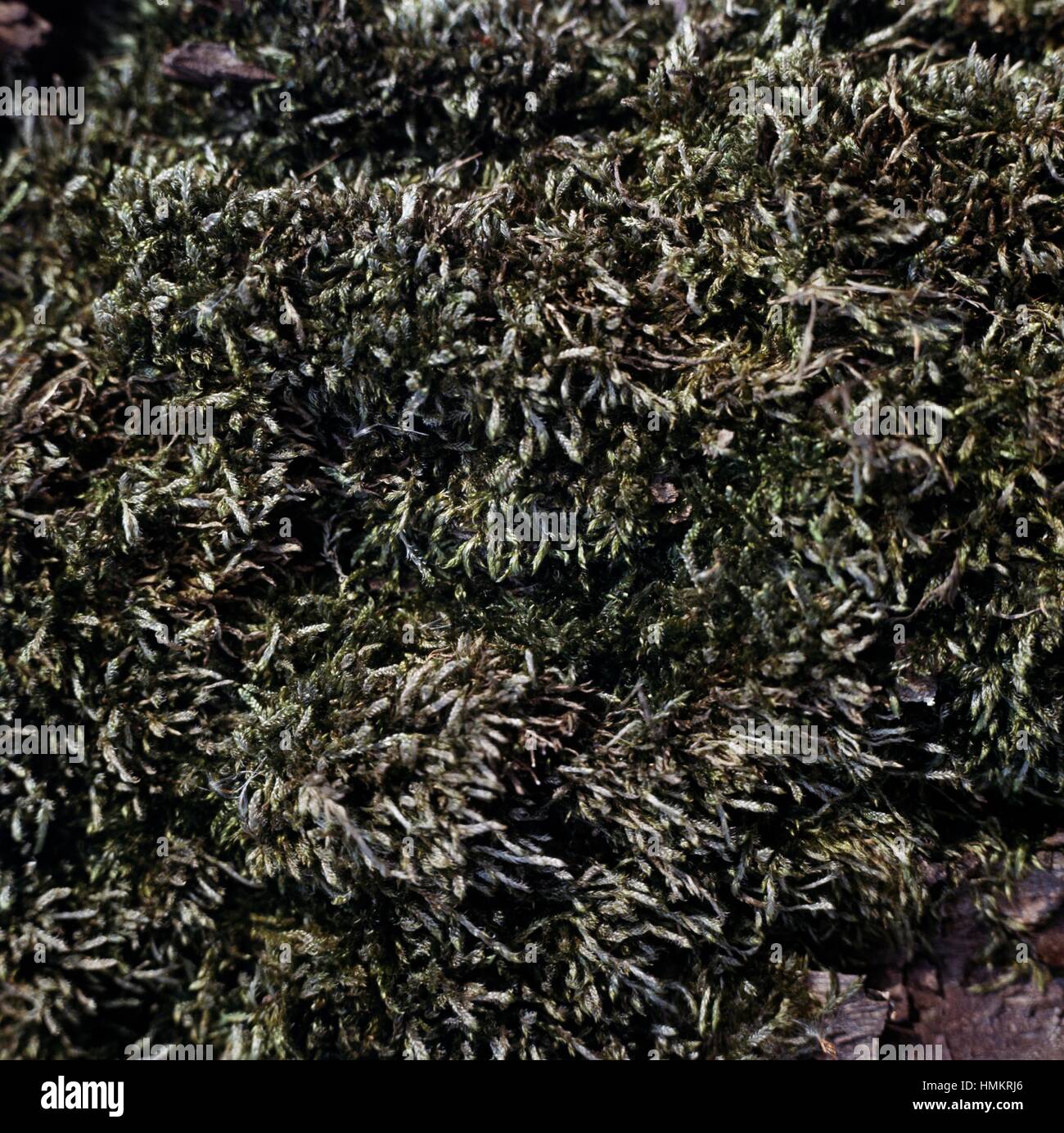 Cypress-leaved Plait-moss or Hypnum Moss (Hypnum cupressiforme), Hypnaceae. Stock Photo