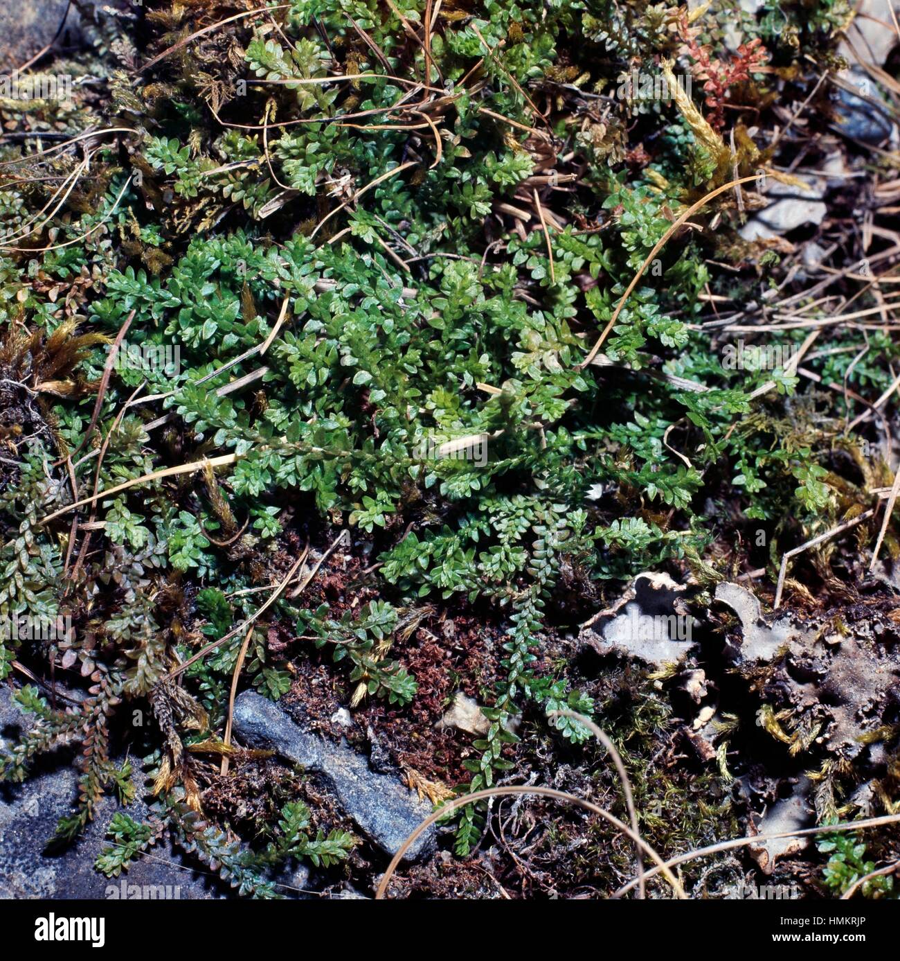 Swiss Clubmoss (Selaginella helvetica), Selaginellaceae. Stock Photo