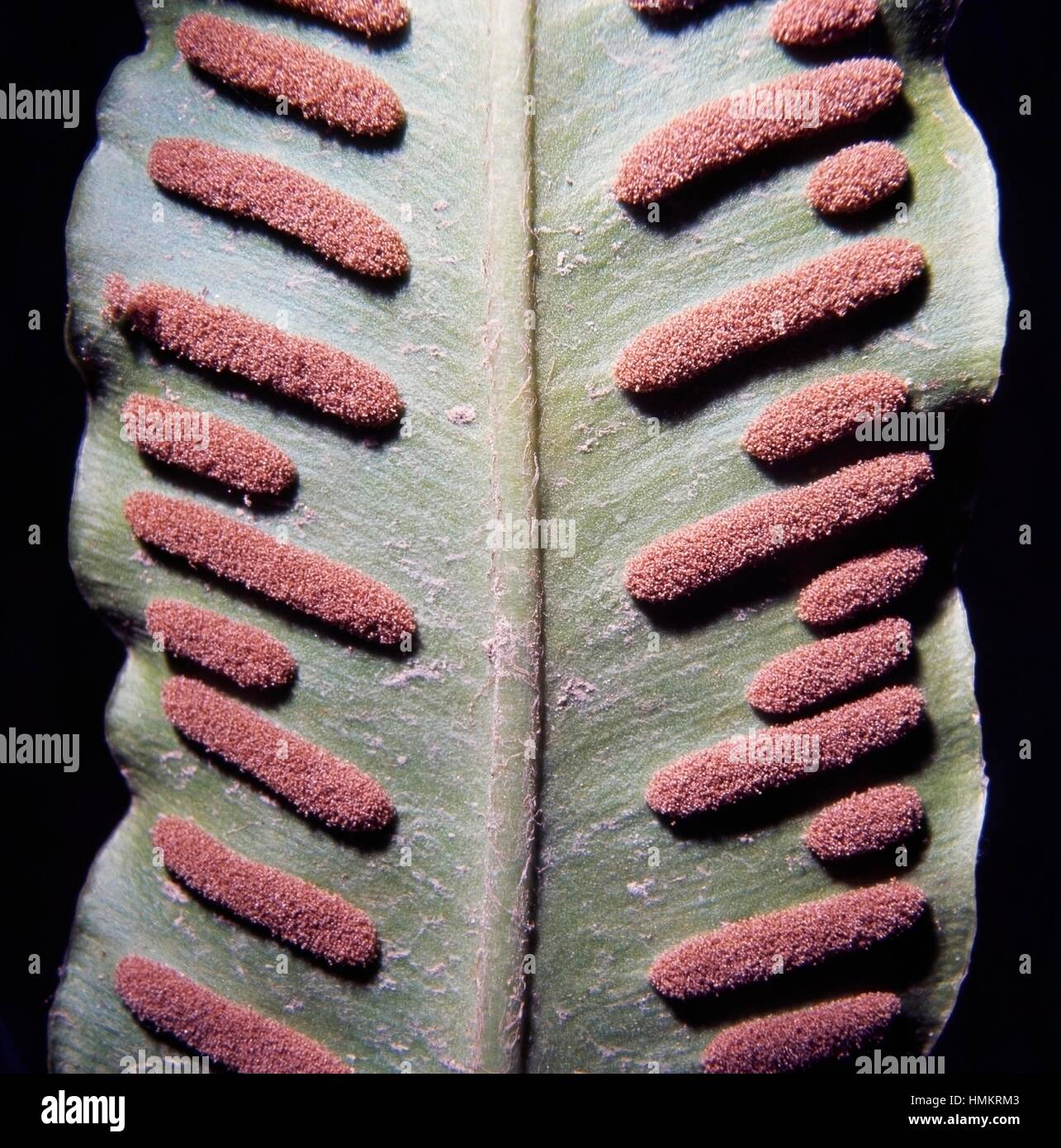 Hart's Tongue Fern frond with sori (Asplenium scolopendrium), Aspleniaceae. Detail. Stock Photo