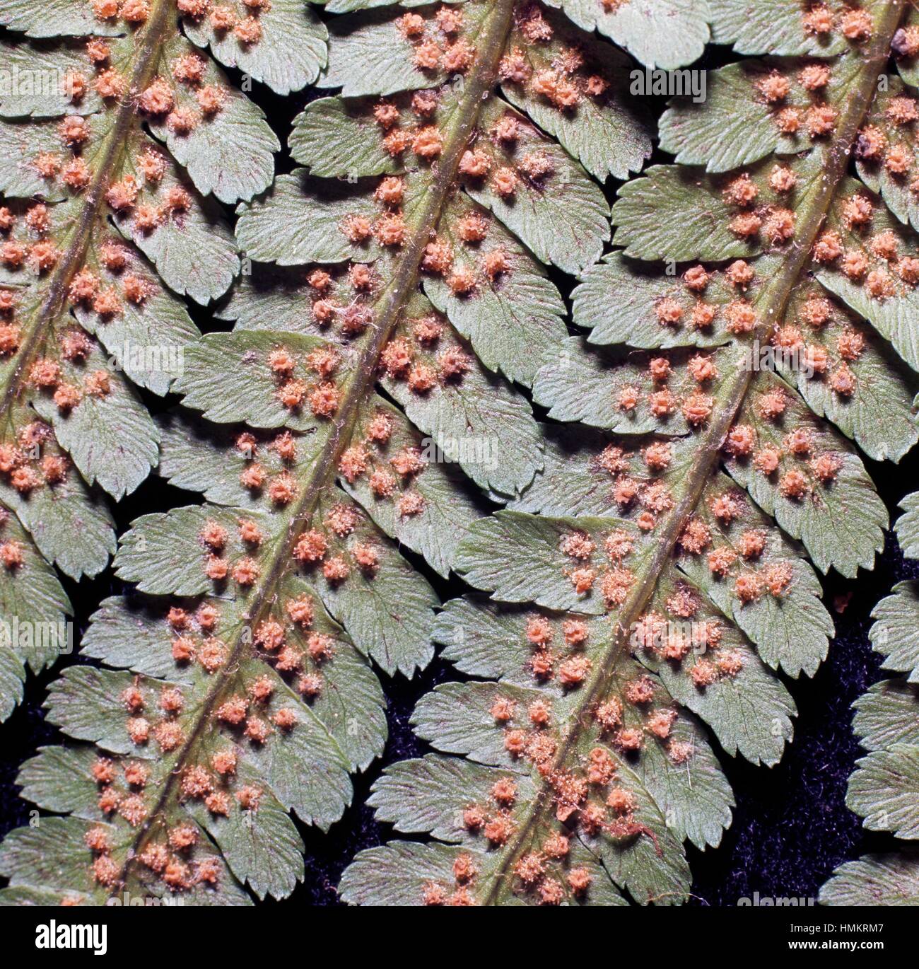 Male Fern fronds with sori (Dryopteris filix-mas), Dryopteridaceae. Stock Photo