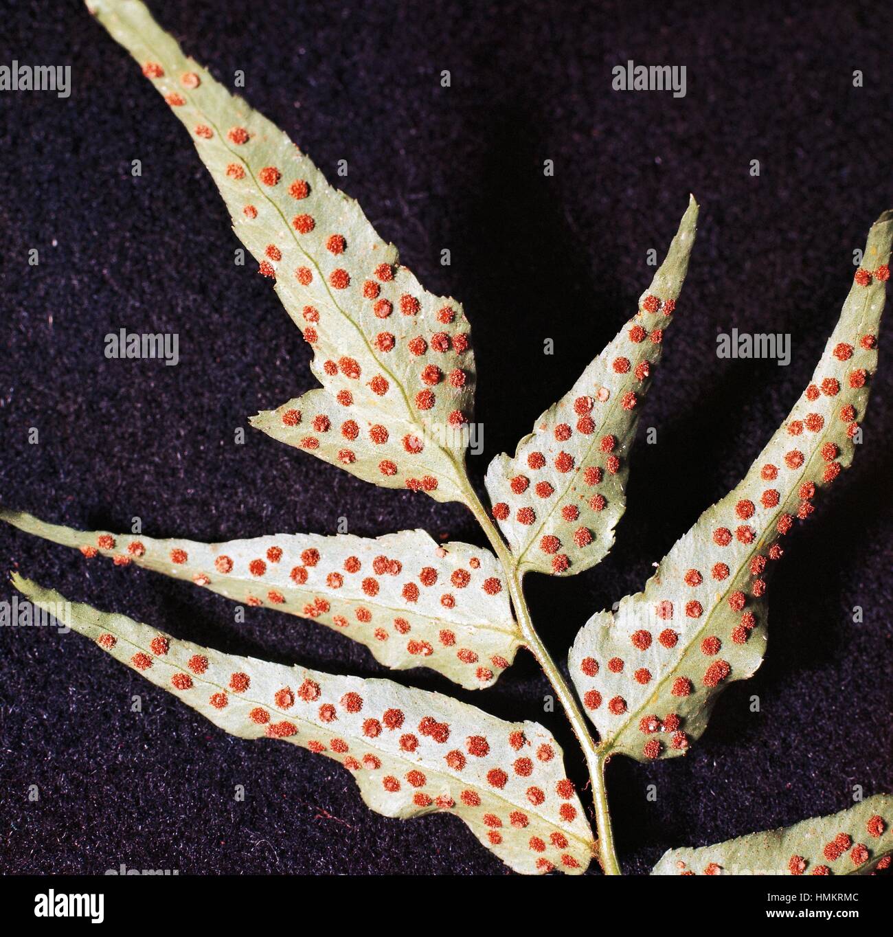 Spores, Asian Net-vein Holly Fern (Cyrtomium falcatum), Dryopteridaceae. Stock Photo