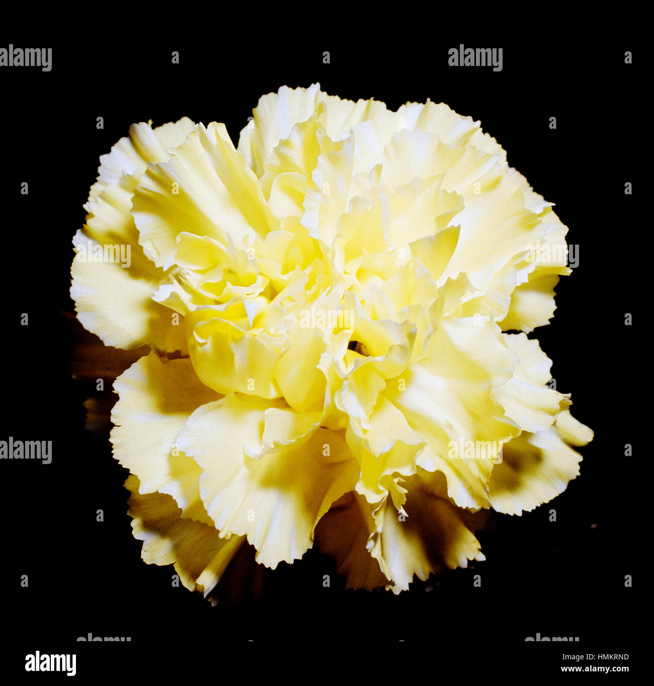 Carnation yellow (Dianthus caryophyllus), Caryophyllaceae. Stock Photo