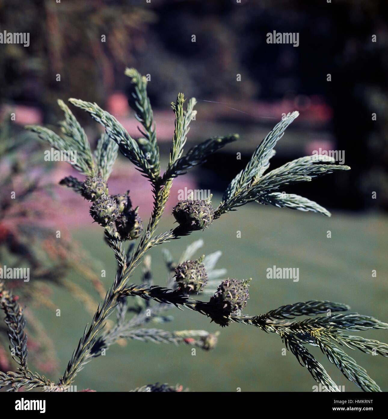 Japanese Cedar branch (Cryptomeria japonica), Cupressaceae. Detail. Stock Photo