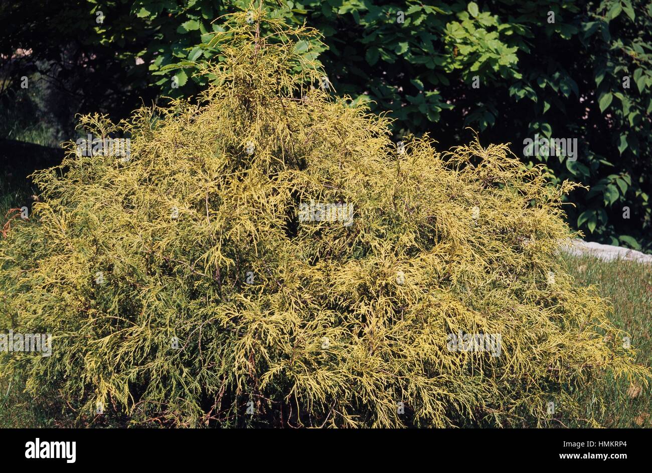 Sawara Cypress (Chamaecyparis pisifera var Aurea), Cupressaceae. Stock Photo