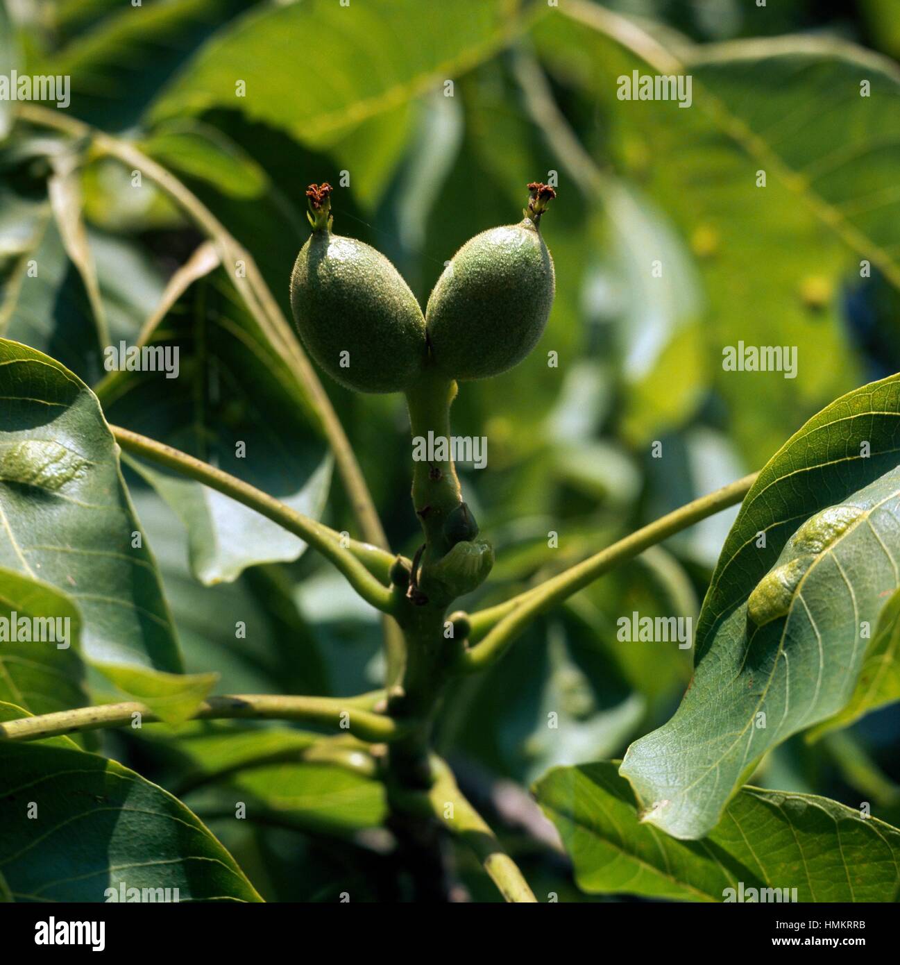 Immature Walnut fruit (Juglans sp), Juglandaceae. Stock Photo