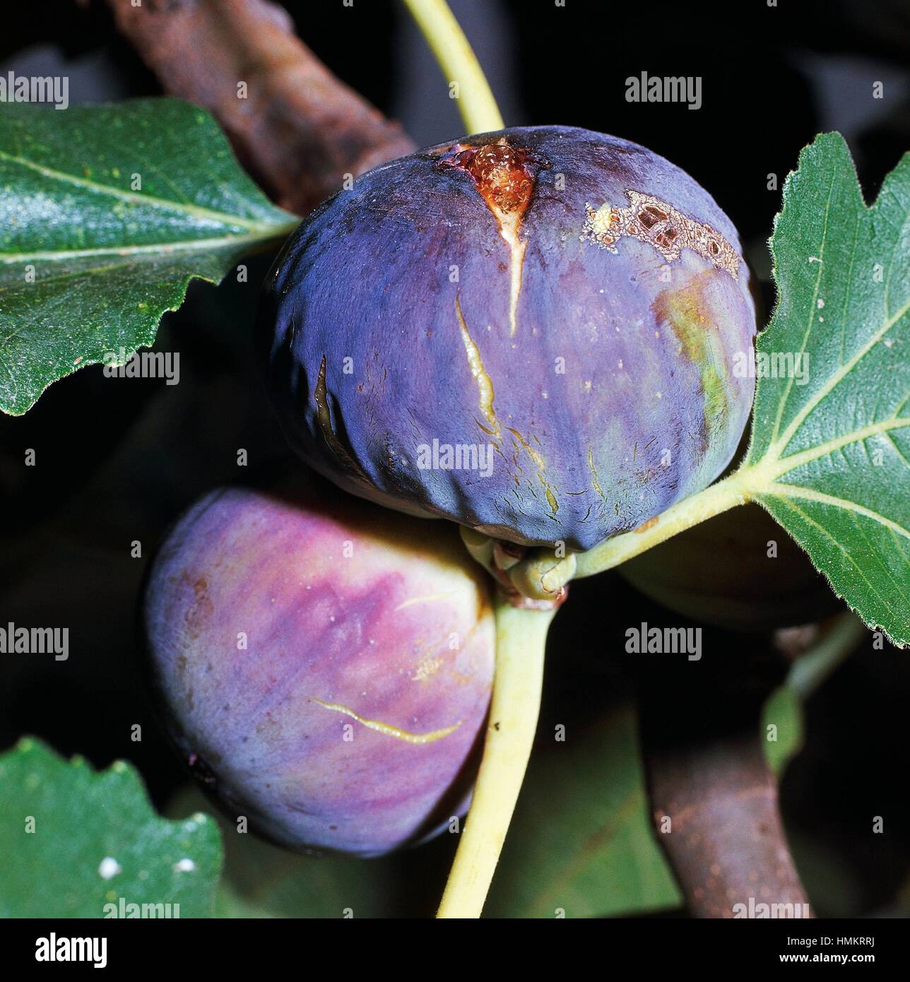 Syconium of the Common fig (Ficus carica), Moraceae. Stock Photo